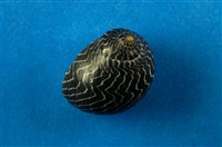 藏品(蜑螺)的圖片